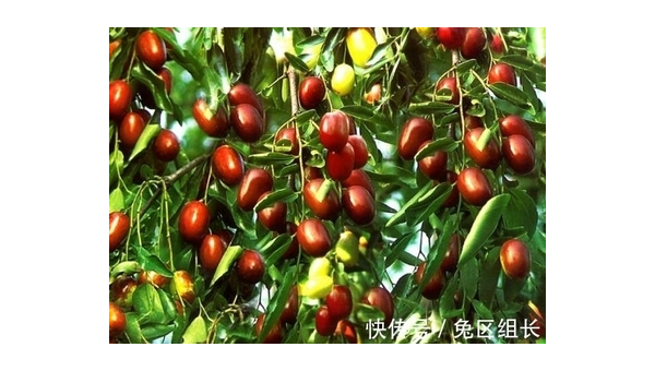 院子里养兔子的风水讲究-站源网