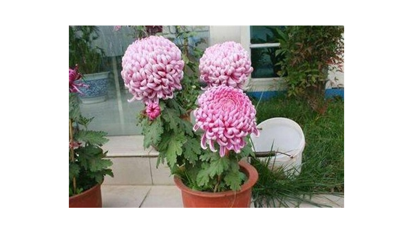 阳台种植菊花的北方风水分析-站源网